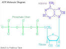 Why is ATP an Important Molecule in Metabolism