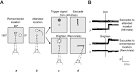 Attention versus memory in prefrontal cortex - Wikipedia, the free ...