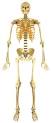 Skelett .bilder Skelett .bilder
