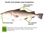 Fish Division: Ocean Salmon Management - Oregon Department of Fish ...