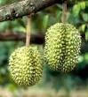 Tropical Fruits. Durian Fruit. All About The King Of Fruits ...