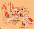 Ear wax