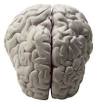 Study examines how brain corrects perceptual errors