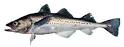 walleye+ pollock .jpg