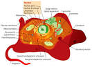 Human Physiology/Cell physiology - Wikibooks, open books for an ...
