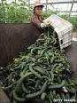 BBC News - German cucumber E.coli outbreak 'may last months'