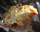 veganpizzafucky eah: Gooey, stretchy, cheesy,... - call me alison.