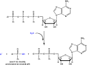 BCH 4053 Biochemistry I