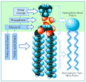 Biological Membranes | A Level Notes
