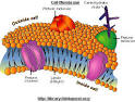 Nucleus, Mitochondria, Chloroplasts