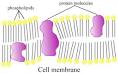 The Guide: The cell membrane and the cell wall