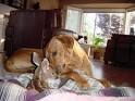 Cute Puppies | Pictures and Videos of Cute Puppies and Dogs