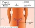 Reproduction Sexuée | Vive les SVT !, les sciences de la vie et de ... Reproduction Sexuée | Vive les SVT !, les sciences de la vie et de ...