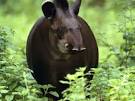 Tapir pronunciation