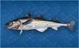 Walleye Pollock .jpg