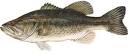 LBF_Large_ Bass .jpg