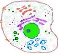 Cell Membrane Basics