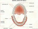 Create Your very own Dental . | The Top Trends of the World