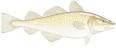 whitefish- cod .jpg