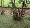 lawn - mulch -roses.jpg