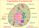 Animal Cell Anatomy - EnchantedLearning.