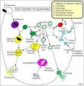 BIO315F - Lecture 15 - Lysosomes in Normal Cells & the Disease Process