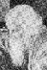 Rabindranath Tagore : Sadhaka of Universal Man, Baul of Infinite Songs