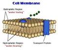 Thinking Allowed » Cell membrane structure