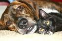 Study challenges ' cat person, dog person' conventional wisdom ...