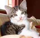 History of the domestic cat, FELINES | ancient egypt land of the ...