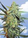 Blueberry Skunk (by Flying Dutchmen) :: Seed Finder :: Strain Info