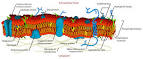 Biotic Potentials » Blog Archive » Membrane Structure and Function