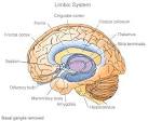 Meditation amygdala :: | amygdala overactive