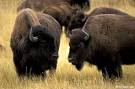buffalo pronunciation
