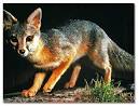 gray fox pronunciation