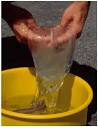 A Capite Ad Calcem: Nature's Oddities Part 2: The Hagfish