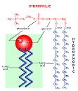 Phospholipid Pictures, Phospholipid Image, Science&Technology ...