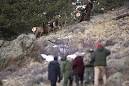 Humane Society of America Critical of Culling Elk in Rocky ...