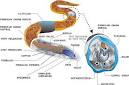 Sistem Pencernaan Pada Hewan dan Manusia « BLOG SLEM (slemgaul.wordpress.com)