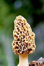 morel pronunciation