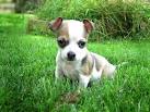 Who S The Cutest: WORLD'S CUTEST PUPPY. : Who Is The Cutest Photos ...