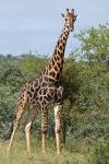 girafe pronunciation