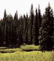 Taiga