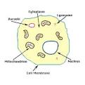 Human Physiology - Cell structure and function