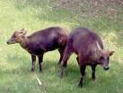 anoa pronunciation