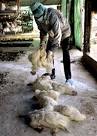 Bird flu Scare Triggers Culling In Sikkim | TopNews