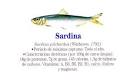 sardiini pronunciation