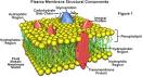 Darwin's God: Biological Control of Cell Membrane Structural ...