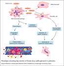 fig001tgf: Paradigm showing key events in Ebola virus pathogenesis ...