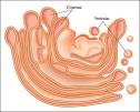 golgi aparatua.jpg